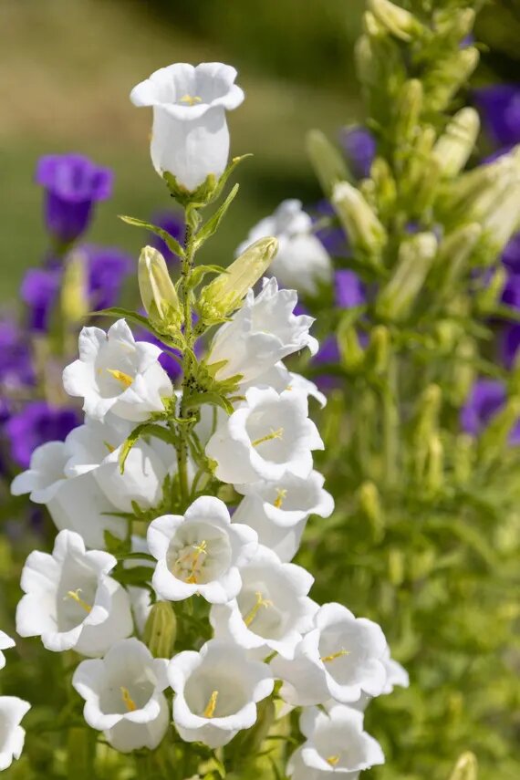 White Campanula Flower Seeds – Heirloom, Non-GMO, High Germination Seeds for Planting