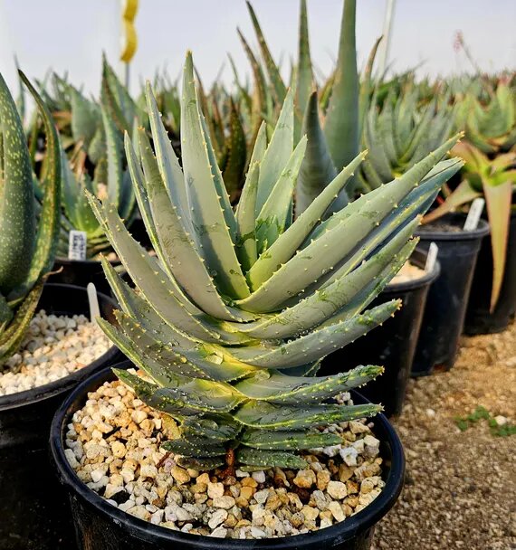 Green Aloe Dichotoma Plant Seeds for Planting | Heirloom Non-GMO High Germination Organic Garden Seeds