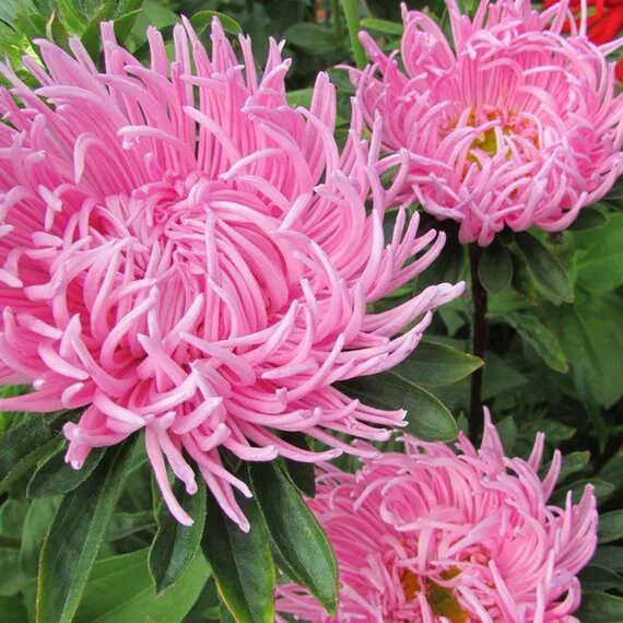 Astra Flower Seeds Pink for Planting – Heirloom Non-GMO High Germination Organic Seeds