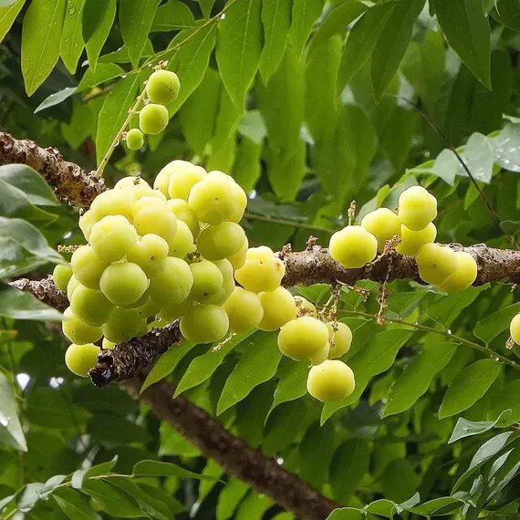 Grosella Fruit Seeds – Heirloom, Non-GMO, High Germination Seeds