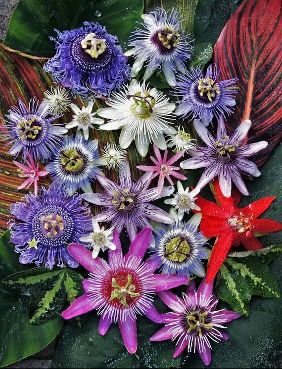 Mixed Passiflora Flower Seeds – Heirloom, Non-GMO, High Germination Seeds