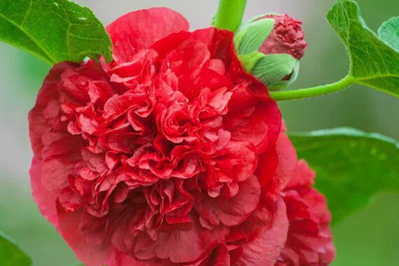 Red Double Petal Hollyhock Flower Seeds – Heirloom, Non-GMO, High Germination Seeds