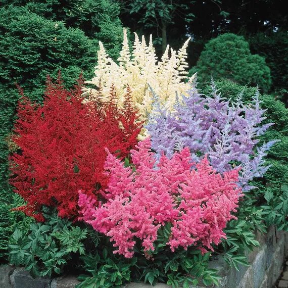 Mixed Astilbe Flower Seeds – Heirloom, Non-GMO, High Germination Seeds
