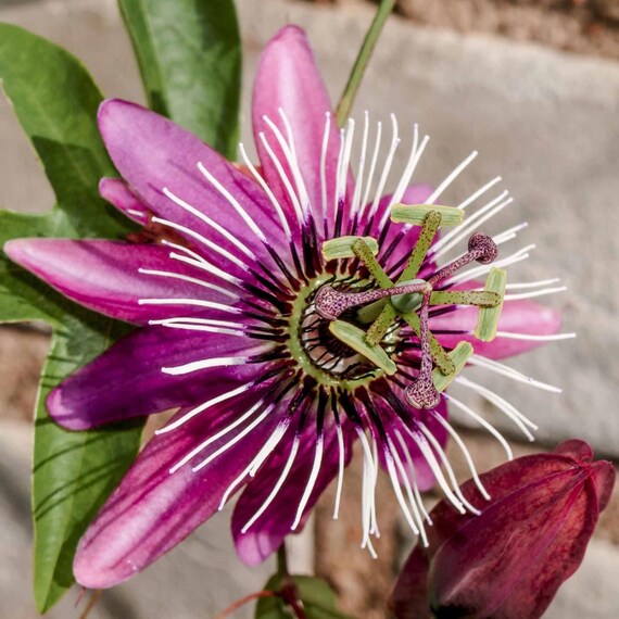 Pink White Passiflora Flower Seeds – Heirloom, Non-GMO, High Germination Seeds