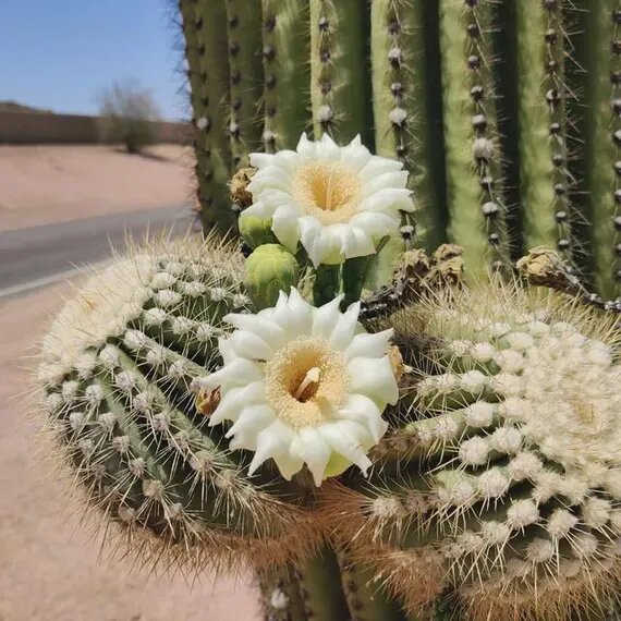 Giant Cactus Flower Seeds White – Heirloom, Non-GMO, High Germination Seeds