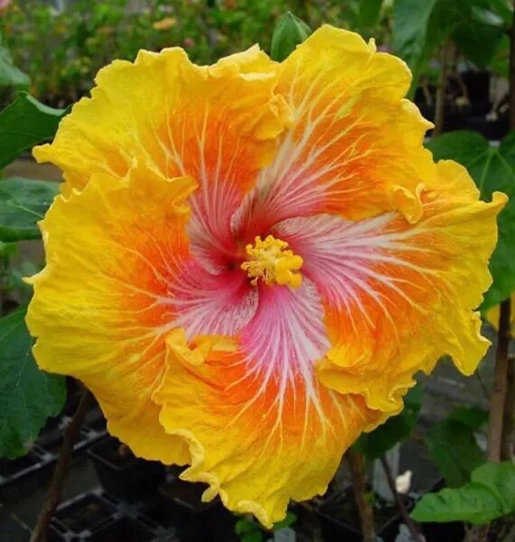 Yellow Orange Hibiscus Flower Seeds – Heirloom, Non-GMO, High Germination Seeds