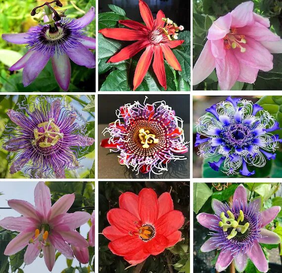 Mixed Passion Flower Seeds for Planting – Heirloom, Non-GMO, High Germination Seeds