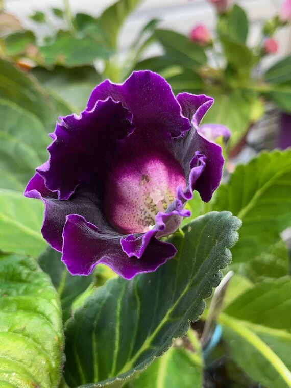 Dark Violet Sinningia Gloxinia Flower Seeds – Heirloom Non-GMO High Germination