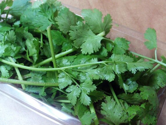 Cilantro (Coriandrum sativum) Seeds for Planting – Heirloom Non-GMO High Germination Organic Garden Seeds