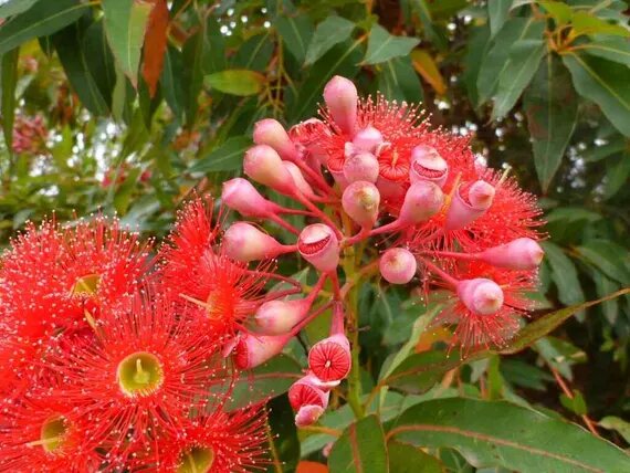 Red Corymbia Ficifolia Flower Seeds for Planting – Heirloom Non-GMO Garden Seeds