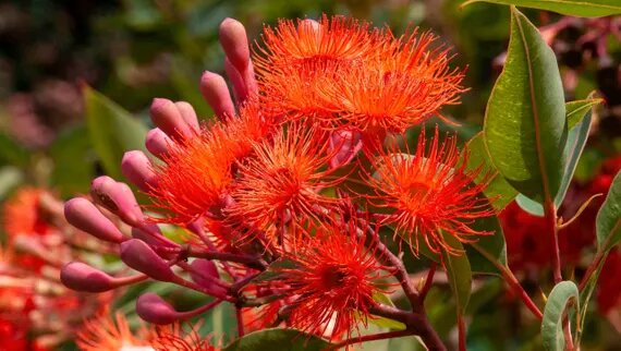 Red Corymbia Ficifolia Flower Seeds for Planting – Heirloom Non-GMO Garden Seeds