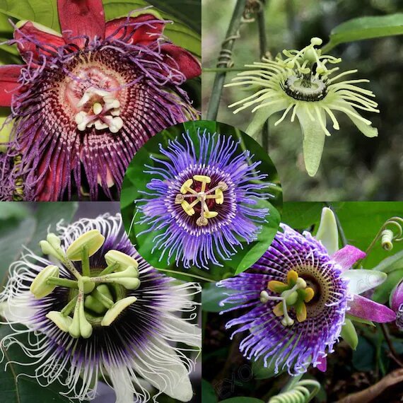 Mixed Passion Flower Seeds for Planting – Heirloom, Non-GMO, High Germination Seeds