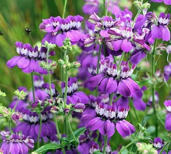 Collinsia Flower Seeds for Planting – Heirloom Non-GMO High Germination Organic Seeds