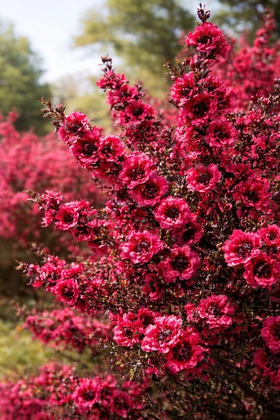 Dark Pink Leptospermum Scoparium Flower Seeds – Seeds for Planting, Heirloom, Non-GMO, High Germination Organic Garden Seeds