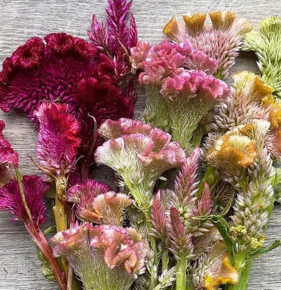 Mixed Cockcomb Flower Seeds for Planting – Heirloom Non-GMO High Germination Seeds