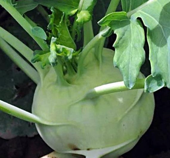 Giant Kohlrabi Seeds for Planting – Heirloom Non-GMO Organic Vegetable Seeds, High Germination Garden Seeds