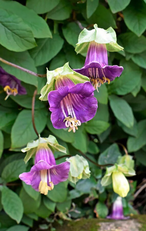 Cobaea Scandens Purple Flower Seeds for Planting Heirloom Non-GMO High Germination Organic Garden Seeds