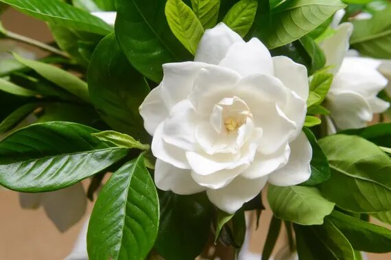 Gardenia Flower Seeds White – Heirloom, Non-GMO, High Germination Organic Seeds