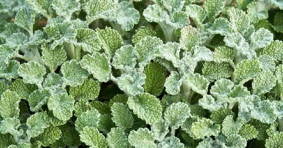 Green Horehound Seeds for Planting – Heirloom Non-GMO Traditional Medicinal Herb Seeds