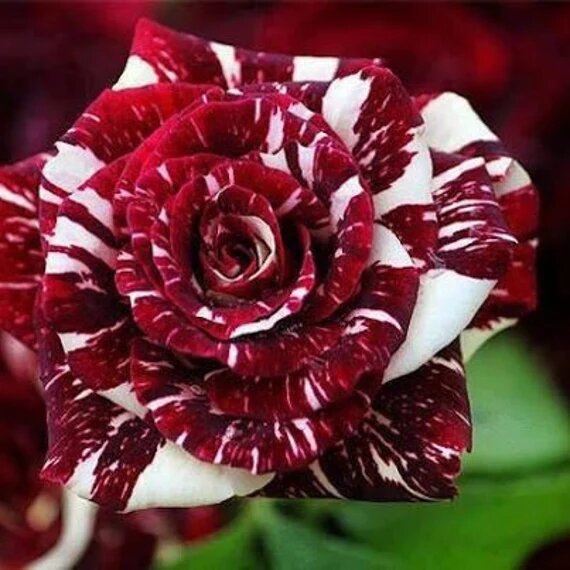 Maroon White Rose Flower Seeds – Heirloom, Non-GMO, High Germination Seeds