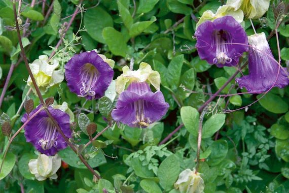 Purple Cobaea Scandens Flower Seeds for Planting Heirloom Non-GMO High Germination Organic Garden Seeds