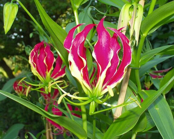 Gloriosa Flower Seeds Pink – Heirloom, Non-GMO, High Germination Organic Garden Seeds for Planting