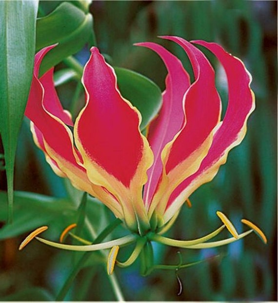 gloriosa rothschildiana flower seeds