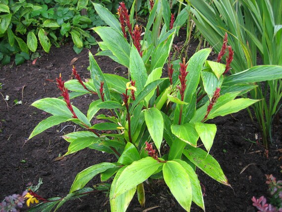 Green Cautleya Spicata Ornamental Plant Seeds for Planting | Heirloom Non-GMO High Germination Seeds