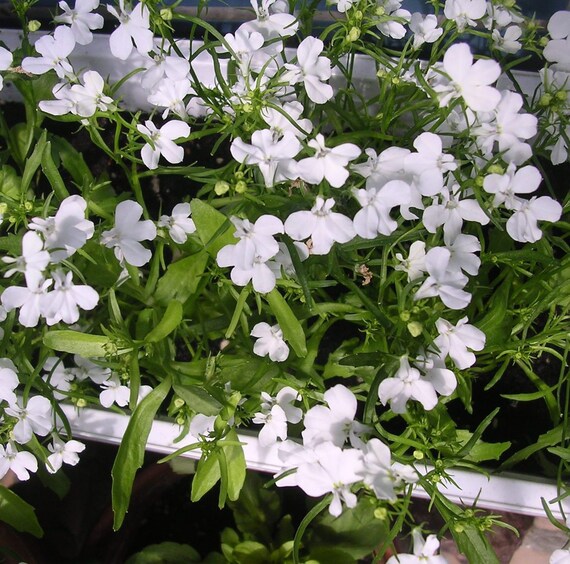 Fresh White Lobelia Erinus Flower Seeds Heirloom Non-GMO High Germination Organic Garden Seeds for Planting