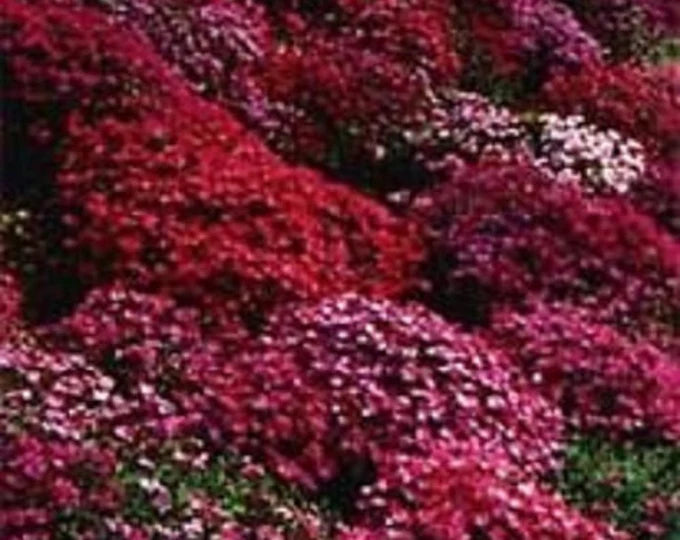 Cascade Red Organic Cress Flower Seeds for Planting (Heirloom, Non-GMO) Garden Herb Seeds for Indoor &amp; Outdoor Growing