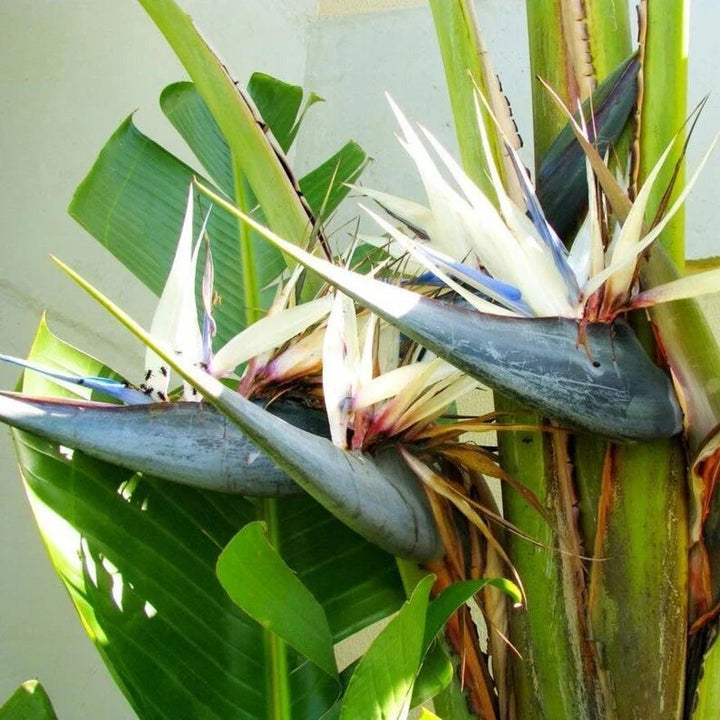 Green Strelitzia Flowering Plant Seeds – Heirloom, Non-GMO, High Germination Seeds