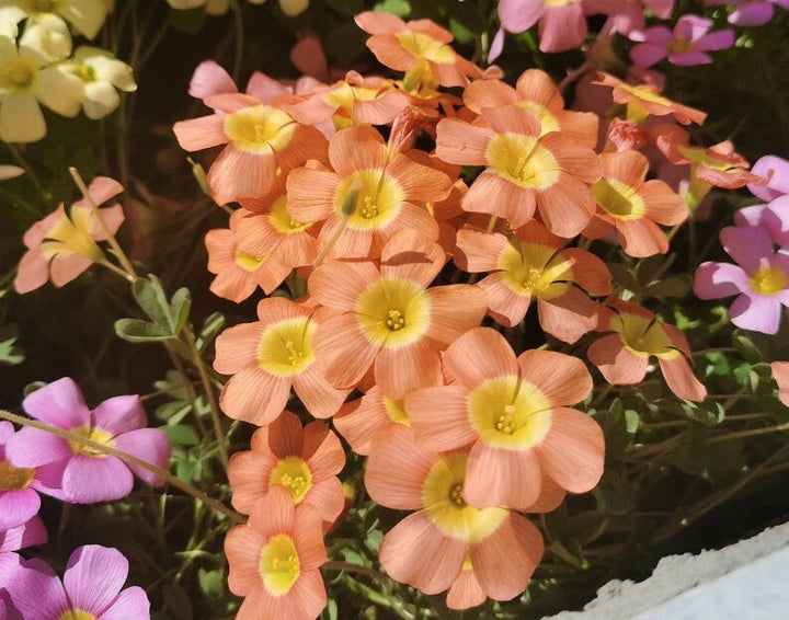 Orange Oxalis Stenorrhyncha Flower Seeds – Heirloom, Non-GMO Seeds