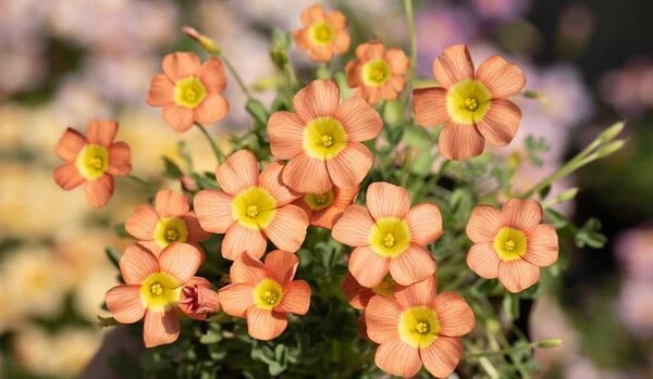 Orange Oxalis Stenorrhyncha Flower Seeds – Heirloom, Non-GMO Seeds