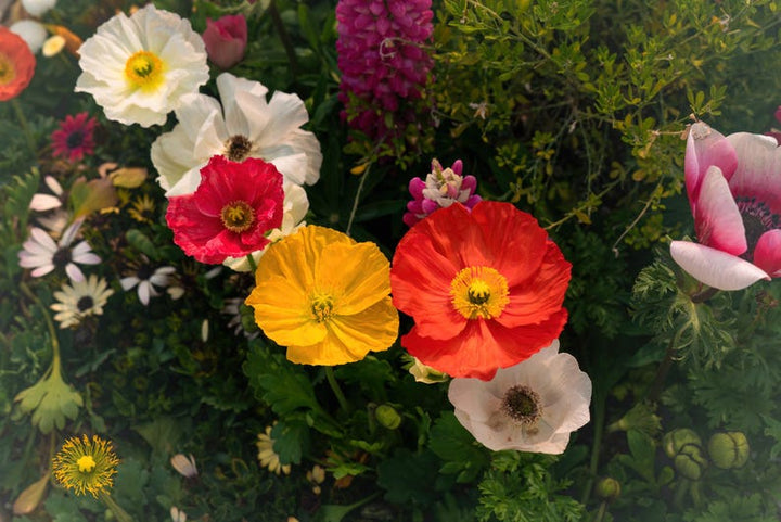 Mix Arctic Nudicaule Flower Seeds – Heirloom, Non-GMO, High Germination Seeds