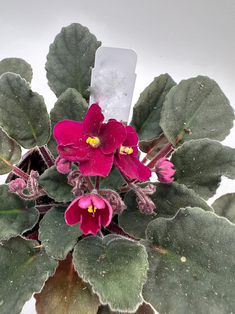Maroon Saintpaulia Flower Seeds – Heirloom Non-GMO High Germination Seeds