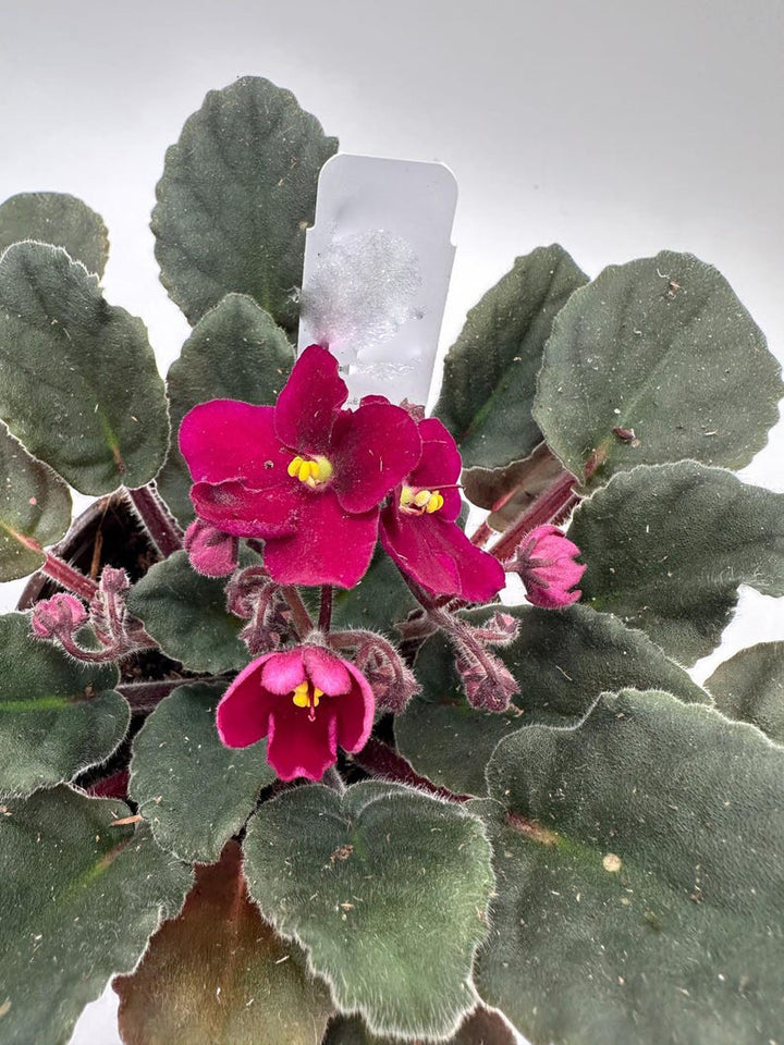 Maroon Saintpaulia Flower Seeds – Heirloom Non-GMO High Germination Seeds