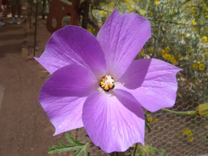 Giant Hibiscus Flower Seeds Lavender — Heirloom Non-GMO High Germination Seeds
