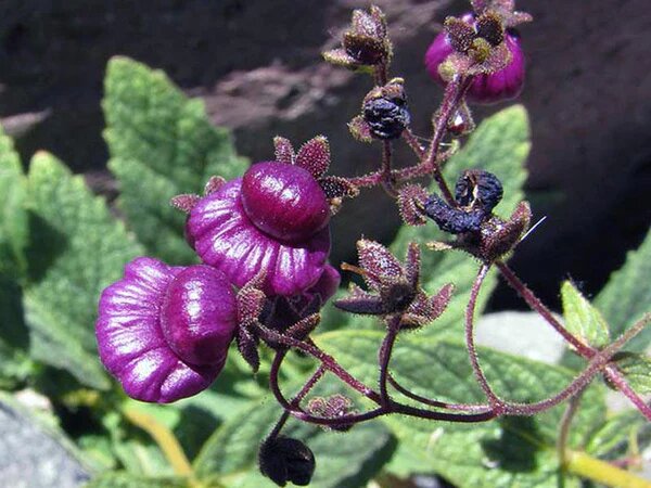 Purple Calceolaria Flower Seeds – Heirloom, Non-GMO, High Germination Organic Garden Seeds for Planting