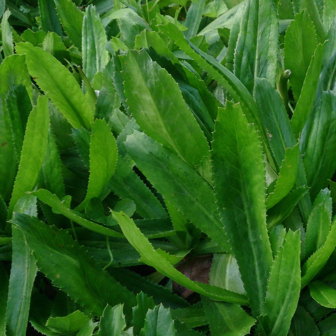 Eryngium Foetidum herb seeds