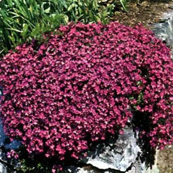 Cascade Red Organic Cress Flower Seeds for Planting (Heirloom, Non-GMO) Garden Herb Seeds for Indoor &amp; Outdoor Growing