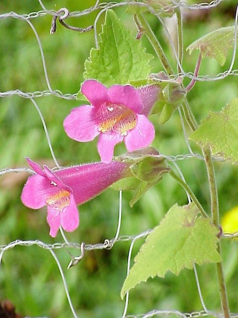 Pink Cobaea Scandens Flower Seeds – Heirloom, Non-GMO, High Germination Seeds