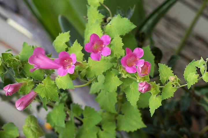 Pink Cobaea Scandens Flower Seeds – Heirloom, Non-GMO, High Germination Seeds
