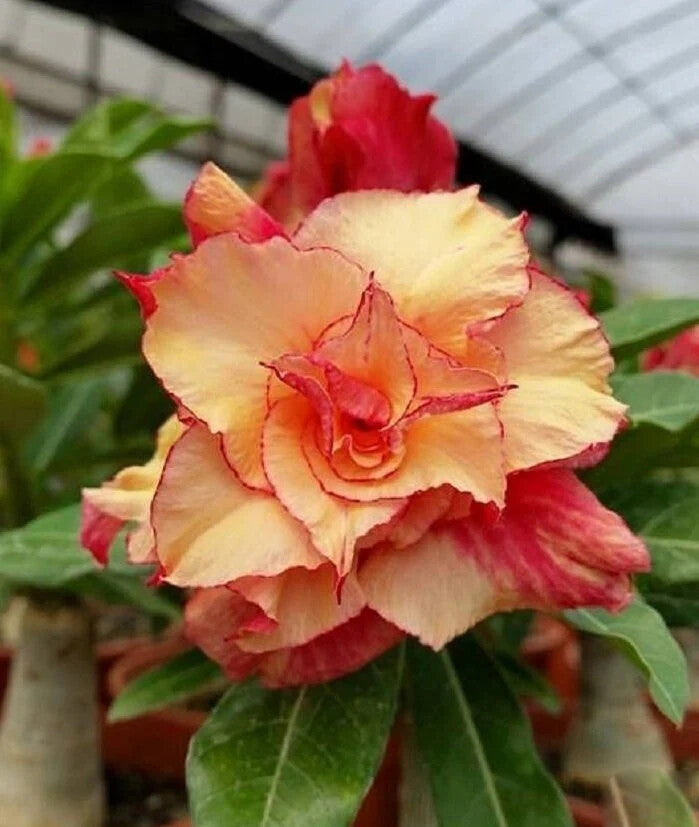Adenium Obesum Flower Seeds Red Yellow for Planting – Heirloom Non-GMO High Germination