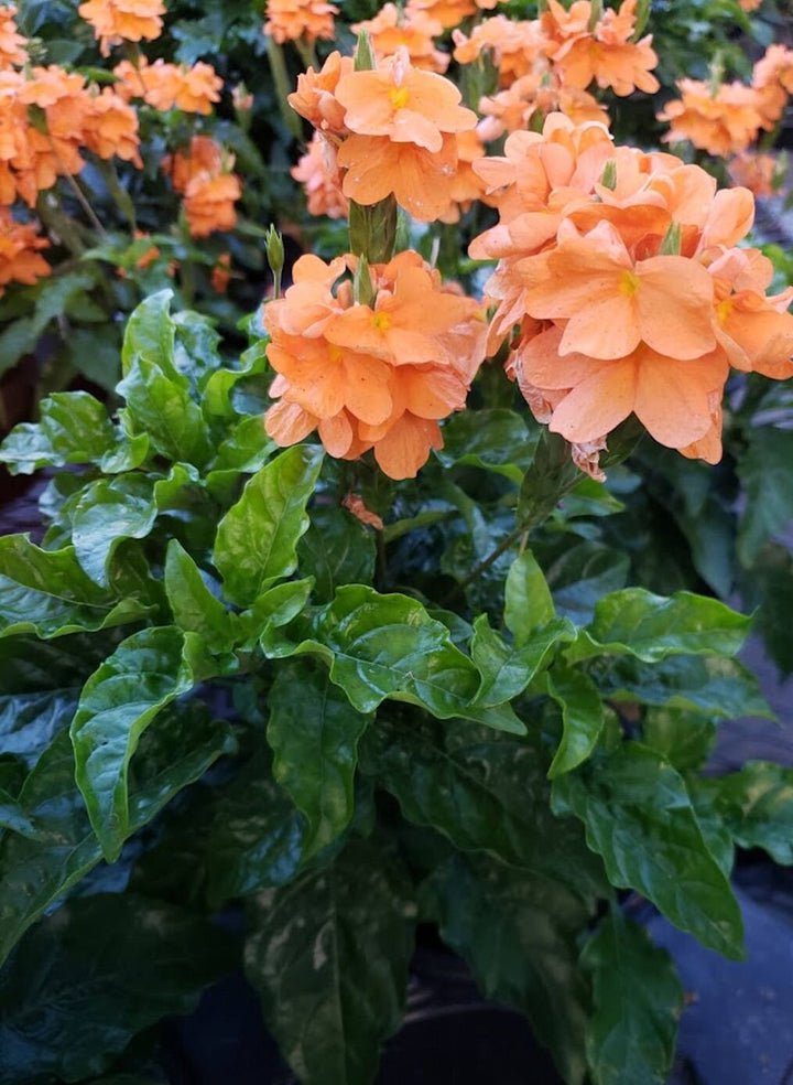 Orange Cyclamen Flower Seeds for Planting – Heirloom Non-GMO High Germination Seeds