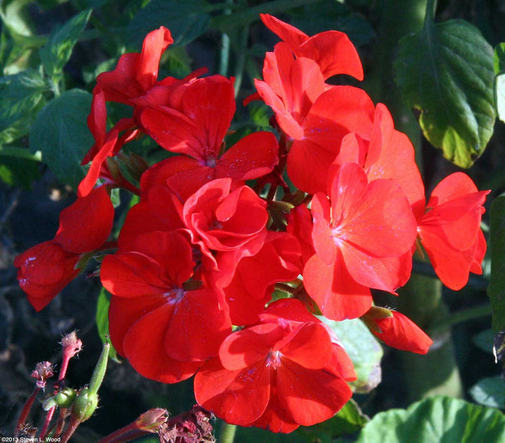 Geranium Flower Seeds Red – Heirloom, Non-GMO, High Germination Seeds