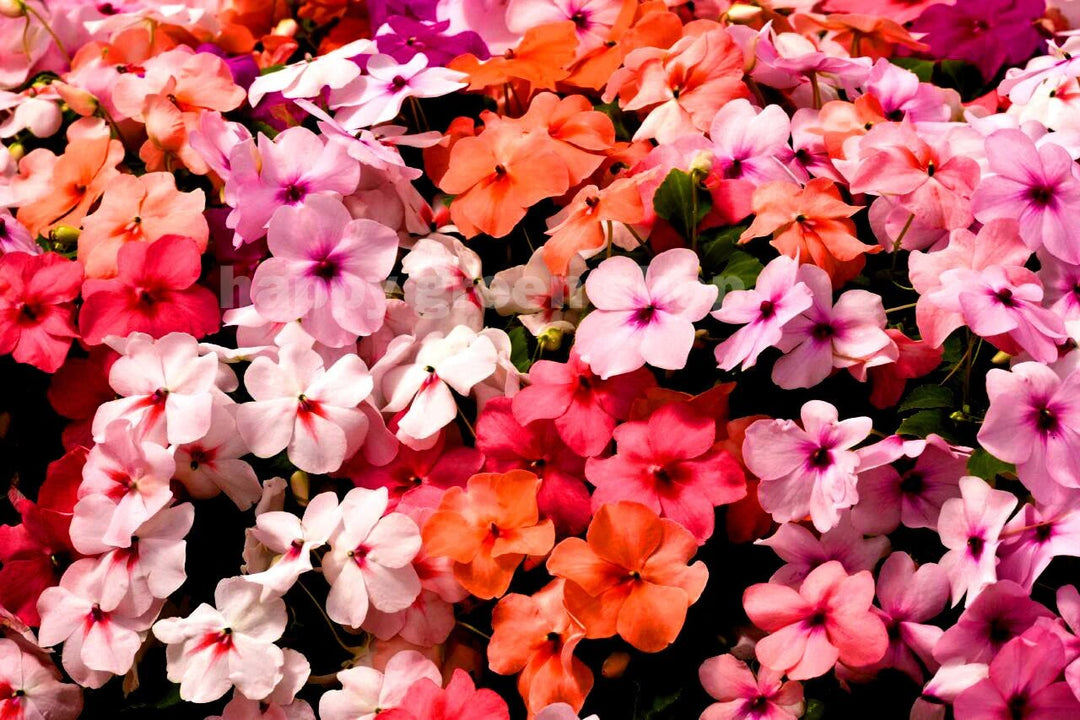 Perennial Impatiens Flower Seeds – Heirloom, Non-GMO, High Germination Organic Garden Seeds for Planting Seeds for Planting
