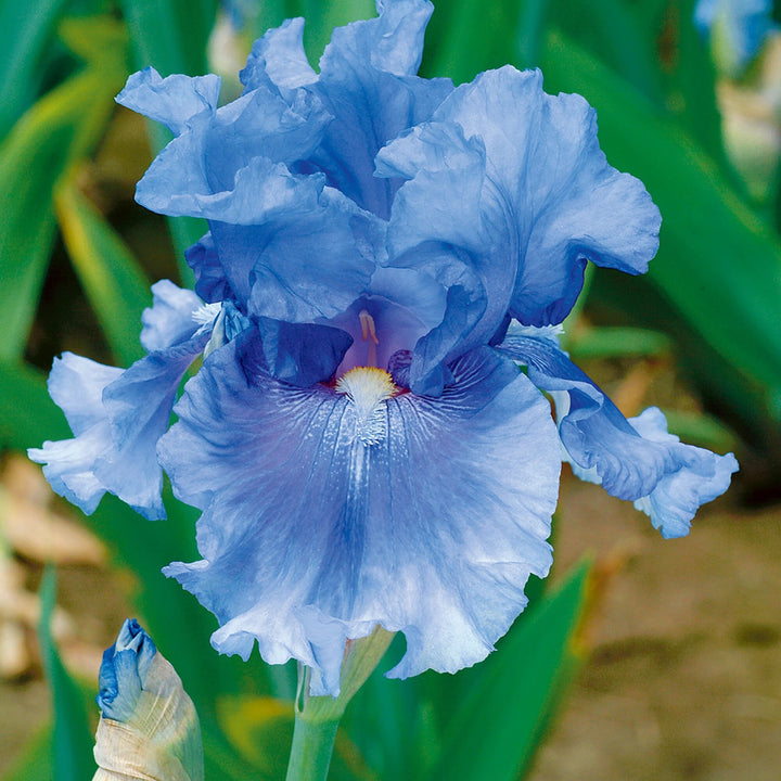 Bearded Iris Flower Seeds for Planting – Heirloom Non-GMO High Germination Organic Garden Seeds