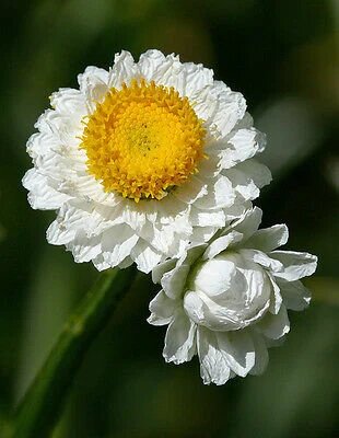 Ammobium Alatum Flower Seeds – Heirloom, Non-GMO, High Germination Seeds