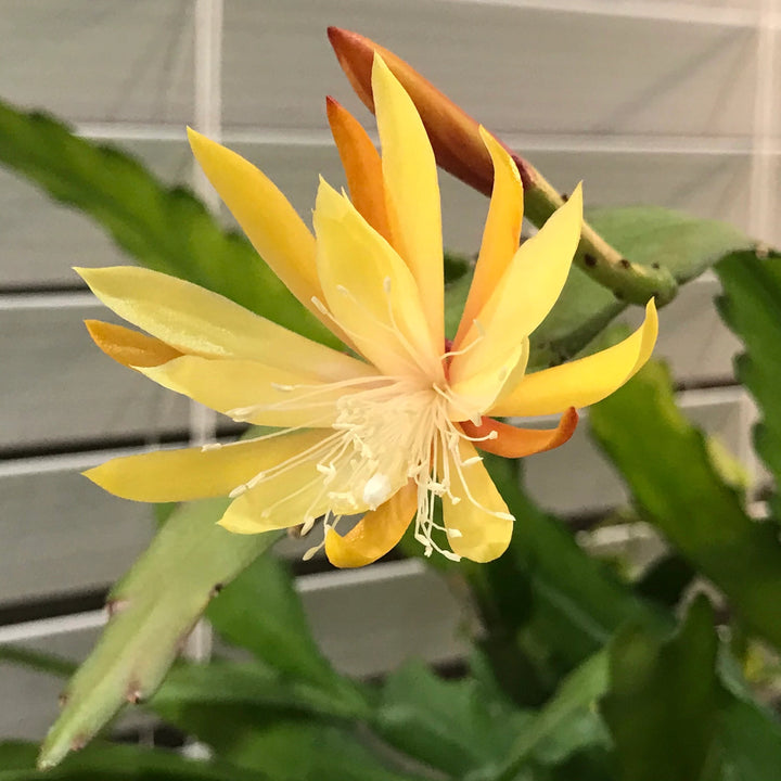 Epiphyllum Flower Seeds Yellow – Heirloom Non-GMO High Germination Seeds