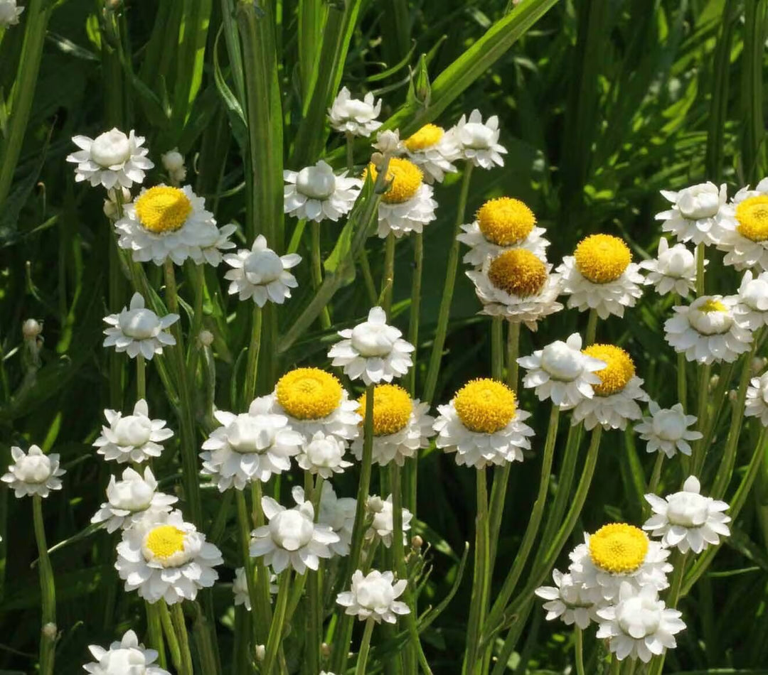 Ammobium Alatum Flower Seeds – Heirloom, Non-GMO, High Germination Seeds